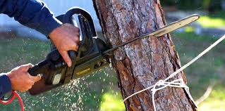 Best Tree Maintenance Programs  in Shafter, CA