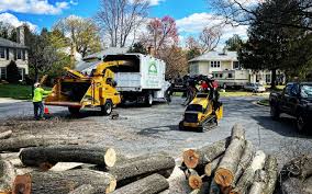 Professional Tree Care Services in Shafter, CA