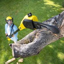 Best Tree Mulching  in Shafter, CA