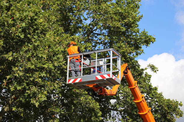 Best Tree Disease Treatment  in Shafter, CA