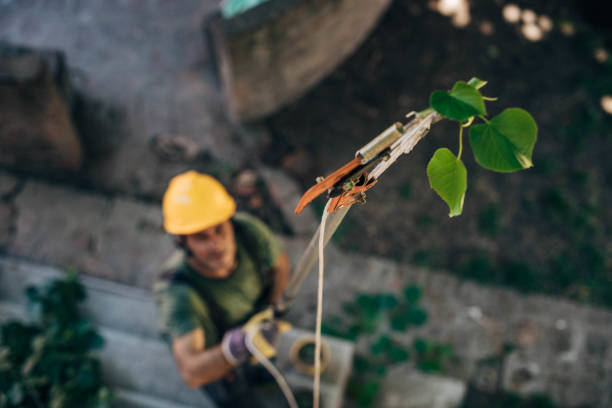 Best Storm Damage Tree Cleanup  in Shafter, CA