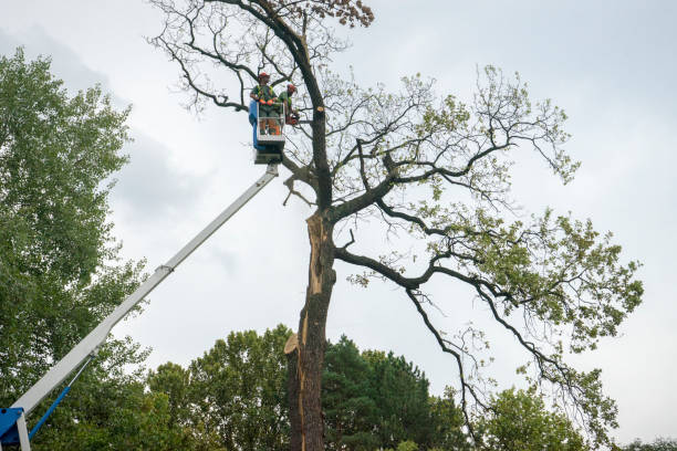 Best Hazardous Tree Removal  in Shafter, CA