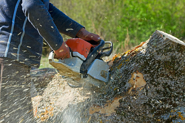 Best Root Management and Removal  in Shafter, CA