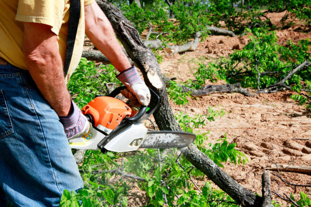 Best Emergency Tree Removal  in Shafter, CA